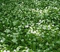 Allium ursinum8 ies.jpg