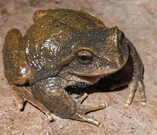 <i>Alsodes hugoi</i> Species of amphibian