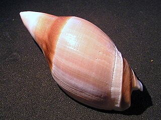 <i>Amalda rubiginosa</i> Species of gastropod