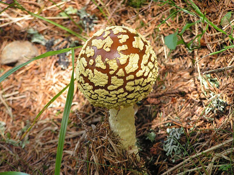 File:Amanita regalis young.jpg