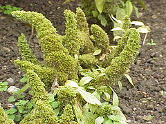 Amaranthus Caudatus Wikipedia La Enciclopedia Libre