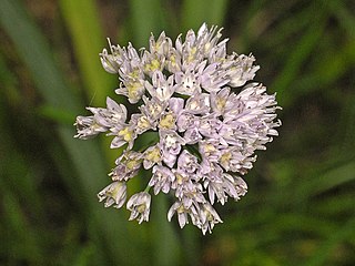 <i>Allium strictum</i> Species of flowering plant