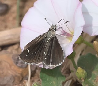 <i>Amblyscirtes eos</i> Species of butterfly