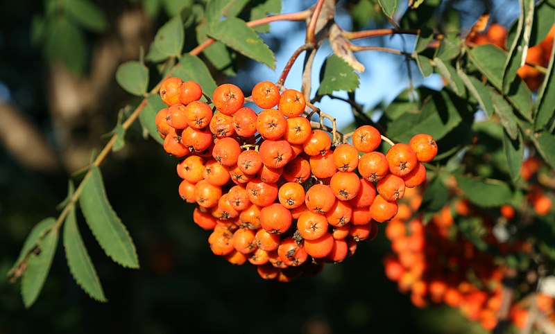 File:American Ash (Sorbus americana) Fruit (12786)-Relic38.JPG