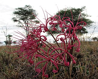 <i>Ammocharis</i> Genus of flowering plants