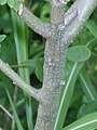Amorpha fruticosa
