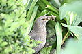 Amsel weiblich