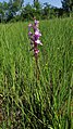 Anacamptis palustris Germany - Ichenheim