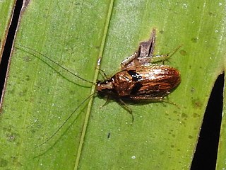 Anaplectidae Family of cockroaches