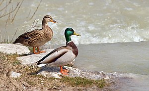 Anas platyrhynchos male female.jpg