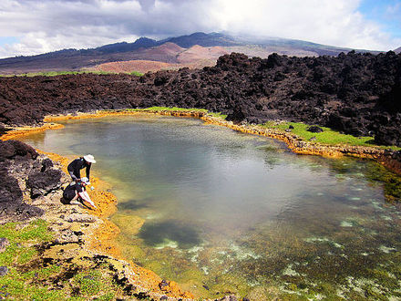 Ecologists collecting organisms from an anchialine pool in Maui
