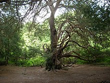 An ancient yew Ancient yew, Kingley Vale 33.JPG