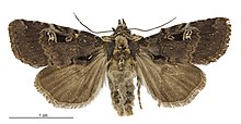 Andesiya s.l. pessota female.jpg