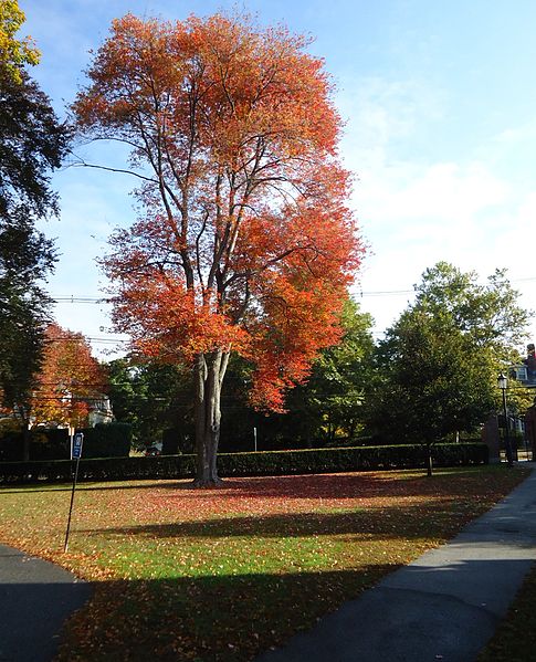 File:Andover Massachusetts Phillips Academy Abbot campus tree in autumn.JPG