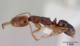 Anochetus rectangularis