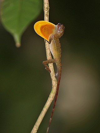 <i>Anolis osa</i> Species of lizard