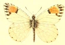 Anthocharis cethura.JPG