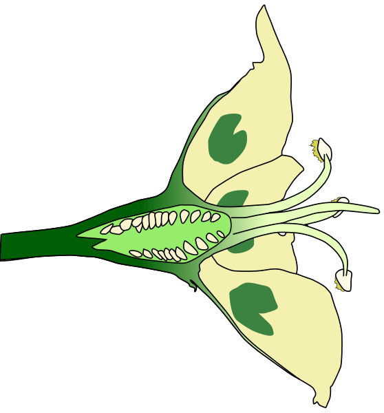 File:Anticlea elegans half longitudinal cut flower ovary ovules stamens style glands.svg