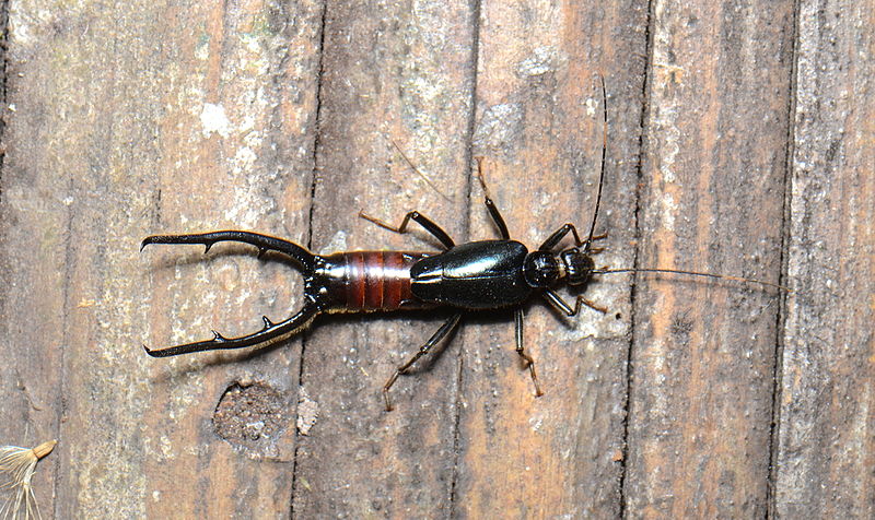 File:Antler earwig Opisthocosmia sp. (21787420689).jpg