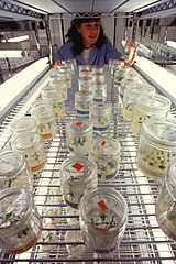 Image 34Micropropagation of transgenic plants (from Botany)