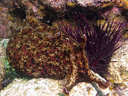 Aplysia californica, Channel Is.jpg