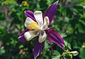 Aquilegia formosa