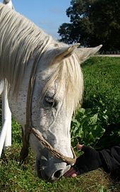 Tête d'un cheval gris.