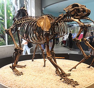 <i>Arctodus</i> Extinct genus of bears
