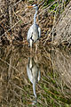 * Nomination Ardea cinerea in Hula Valley, Israel. --מינוזיג 20:46, 12 February 2015 (UTC) * Promotion Good quality. --Poco a poco 21:32, 12 February 2015 (UTC)