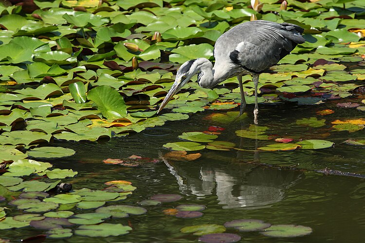 Серая цапля (Ardea cinerea)