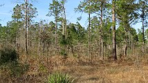 An arid sandyland habitat in the Roy E Larsen Sandyland sanctuary outside of Silsbee, Texas