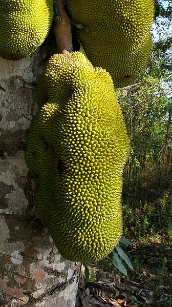 File:Artocarpus heterophyllus Lam. - Flickr - Alex Popovkin, Bahia, Brazil (1).jpg