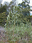 Arundo.donax1web.jpg