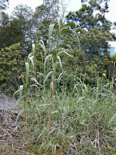 <i>Arundo</i> genus of plants