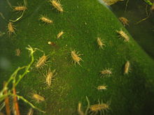 Asellus aquaticus endemic to the Bèze cave