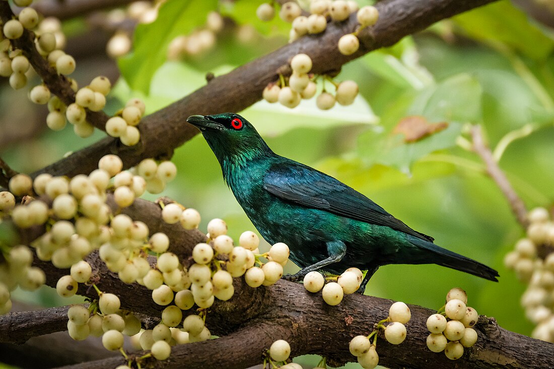 Asian glossy starling