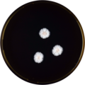 Aspergillus pragensis growing on MEAOX plate