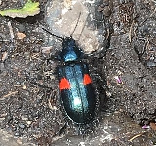 <i>Astylus aulicus</i> Species of beetle