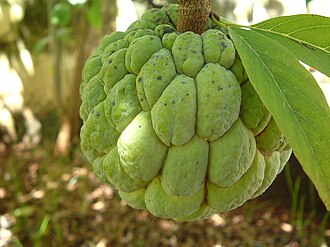 Annonin-based biopesticides, used to protect crops from beetles and other pests, were developed from the plant Annona squamosa. Ata Sugar-apple Pinha Fruta do conde.JPG