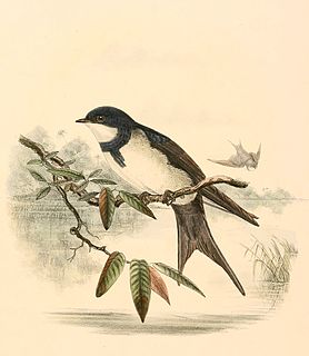 Black-collared swallow species of bird