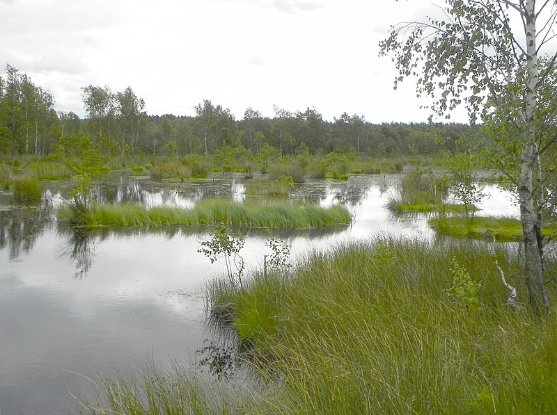 File:Böhmequelle Pietzmoor.JPG