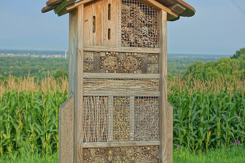 File:Bad Bellingen Naturschutzgebiet Rütscheten Bild 14.jpg