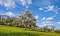 Bad Wimpfen - Hohenstadt - Wiesen südöstlich des Mühlwaldes (2) *