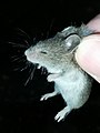 southern pygmy mouse