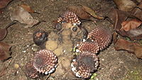 Balanophora fungosa