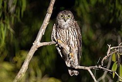 Barking Owl 0A2A5114.jpg