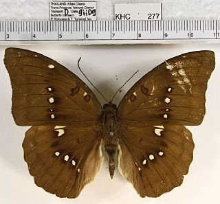 <i>Bassarona dunya</i> Species of butterfly