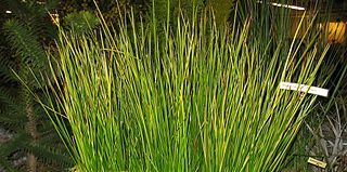 <i>Baumea</i> Genus of grass-like plants