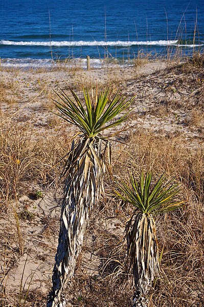 File:Beach Palms.jpg