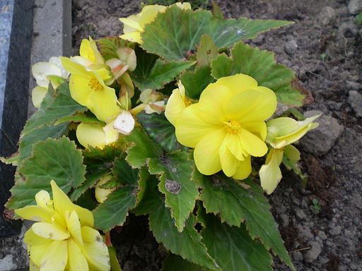 Begonia tuberhybrida 0.1 R